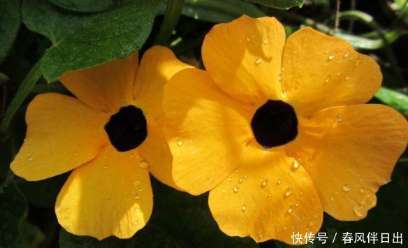 适合庭院养护的四款花,花色鲜艳,一开就停不下来