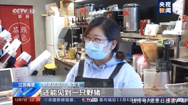  派出所民警|南京野猪下山，突然冲进一家奶茶店