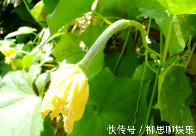 夏季|天然“软肝王”丝瓜花,夏季清热解毒,用它泡水,排肝毒祛肝火