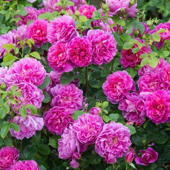 养花就养,这种玫瑰精品,花色艳丽迷人,花香怡人,富贵祥瑞