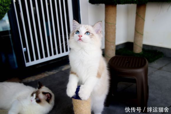 黑鼻子布偶猫值钱吗