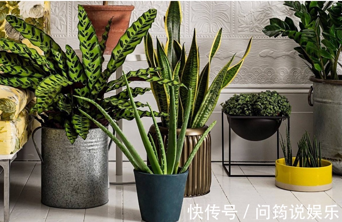 养花|家中养花不要乱,6种“镇宅花”可以养,2种“破财花”不能养