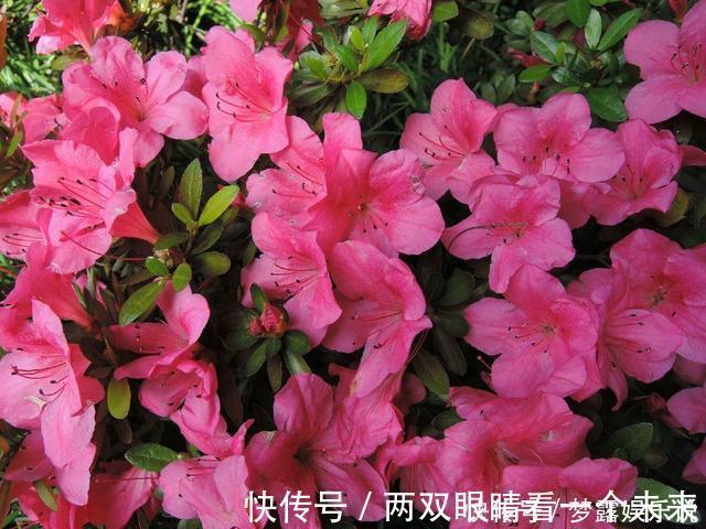 杜鹃花|被列入黑名单的花，再便宜也不要！买花需要注意的几个情况