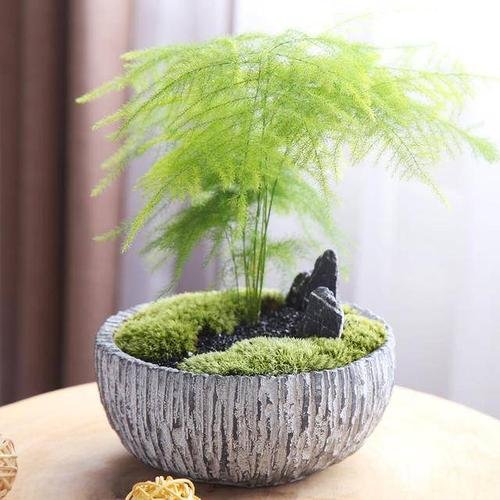 10大室内网红绿植，不仅撩人，还能养人