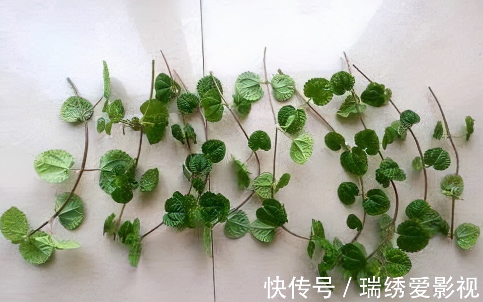 厕所再小,也要养盆吸味花,清除臭味、异味效果好