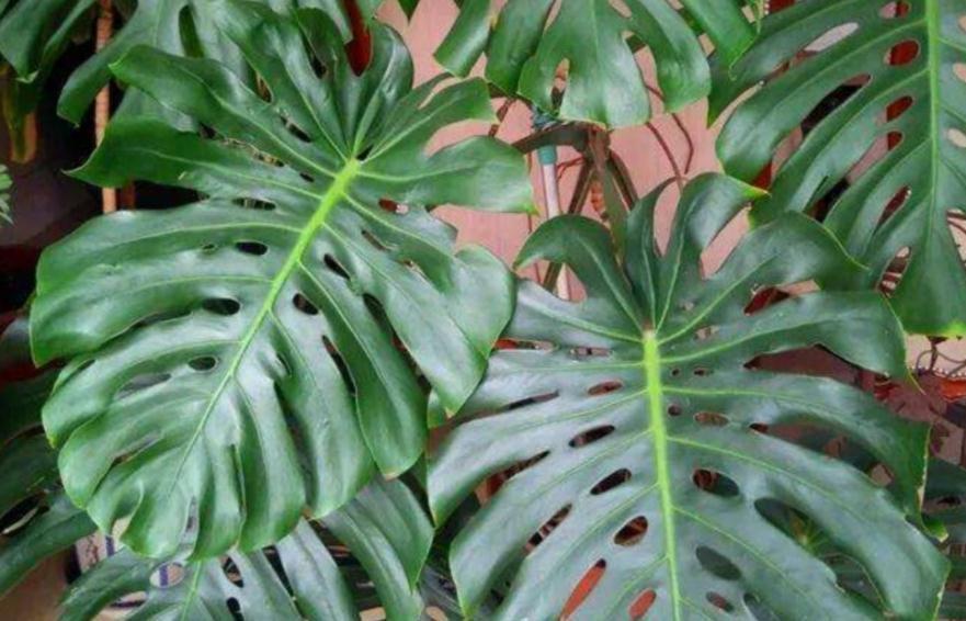 家庭盆栽龟背竹该注意什么?弄懂这些,养好不难