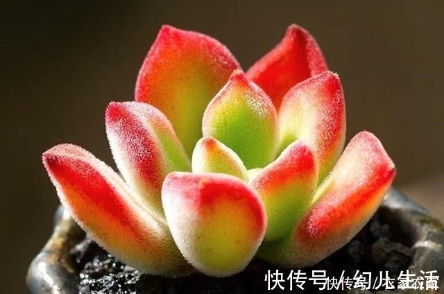 多肉|喜欢养多肉不能错过锦晃星,毛茸茸、红彤彤,相机都拍不出它的美!
