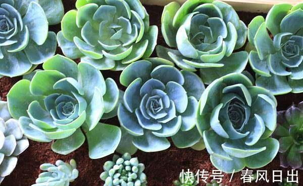 土壤肥力|养多肉植物有4个“致死行为”,现在知道还不算晚