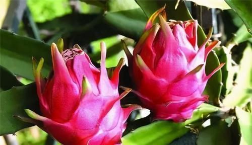 排毒|对身体很好的3种食物,春天坚持吃,排毒清肠,抗衰老,好处多多