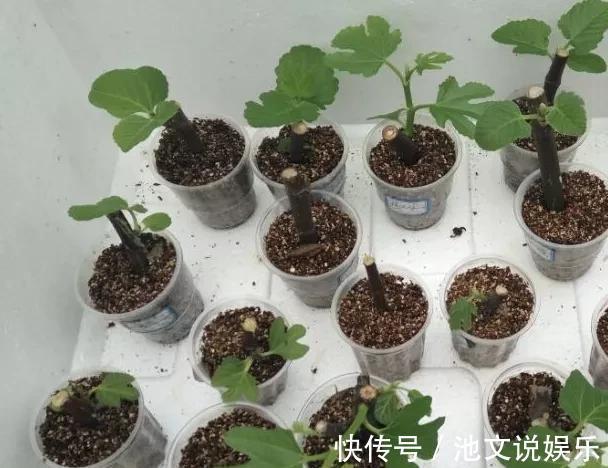 扦插|路边掰个枝，扦插一盆无花果，养在阳台，结果比“鸡蛋”还大