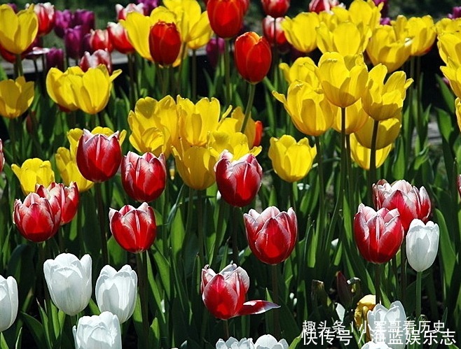 此花是优雅迷人的代表 芬香扑鼻诱人 被誉为 魔幻之花 粉紫色 此花是优雅迷人的代表 芬香扑鼻诱人 被誉为 魔幻之花 粉紫色