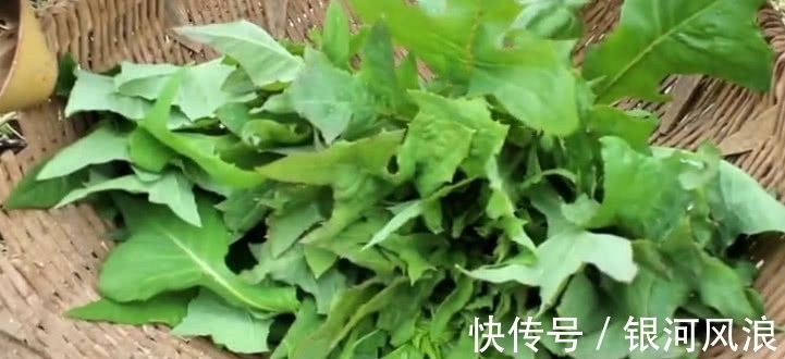 苦麻菜|农村山上这野菜，30年前是老农的“救命菜”，如今是一种中药材