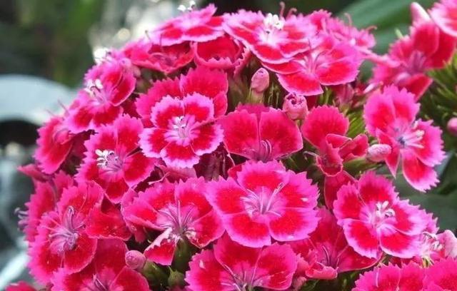 此花-20度冻不死,不挑土壤不怕踩,一年开花200天