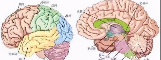 大脑只用到|为什么妖精们坚持不懈地要把唐僧弄熟再吃?