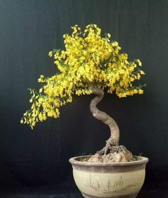 山里的1棵老树桩，挖出来种盆里，开花后，眼睛都看直了！