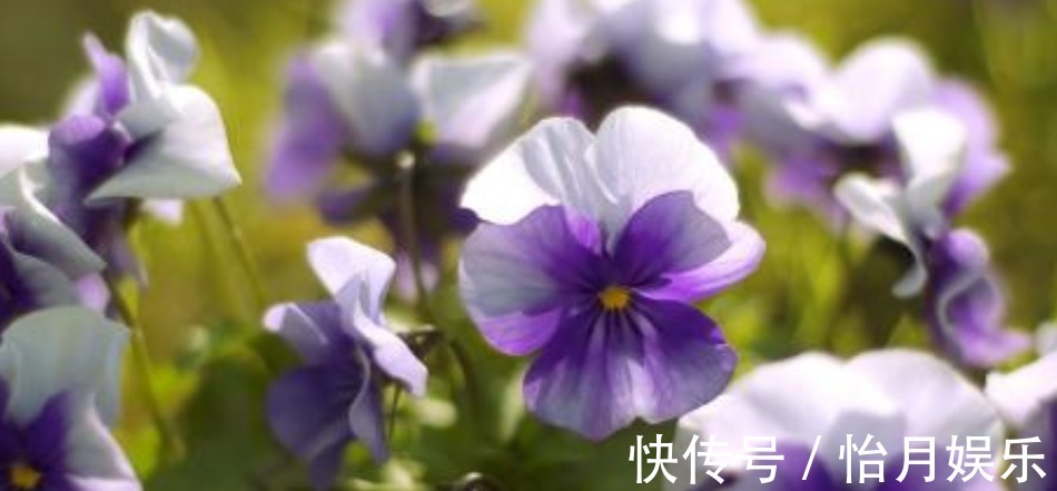 非常美观的紫罗兰,在家里种植,应该怎么养护呢