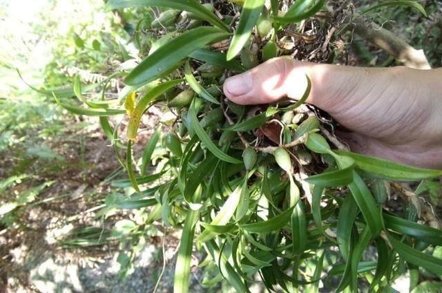 蝉花|大山里的五大“宝贝”,吃过4种算你厉害!最后一样你肯定没吃过