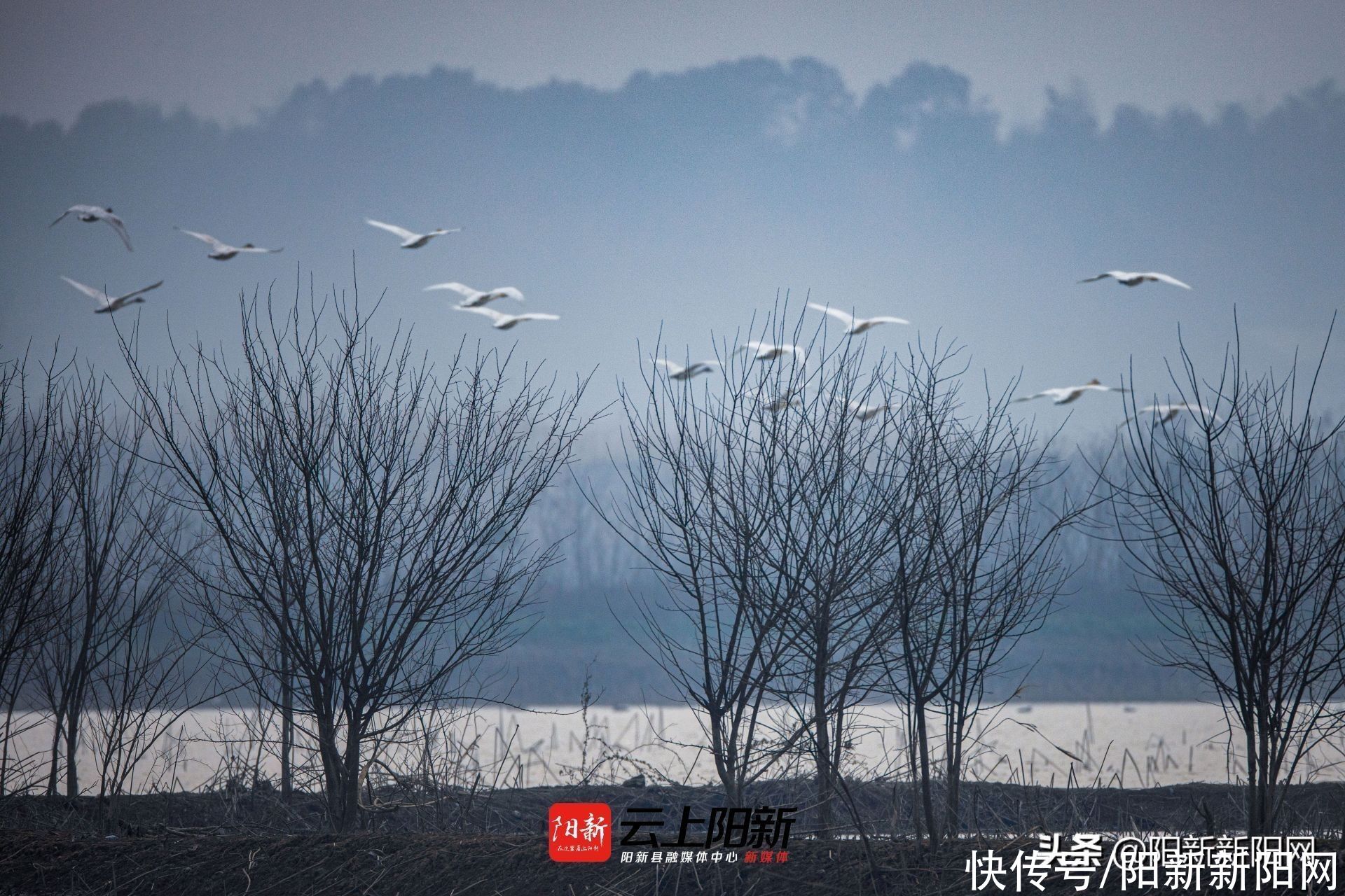 阳新荆头山惊现百雁齐鸣、万鹭同飞壮丽景观