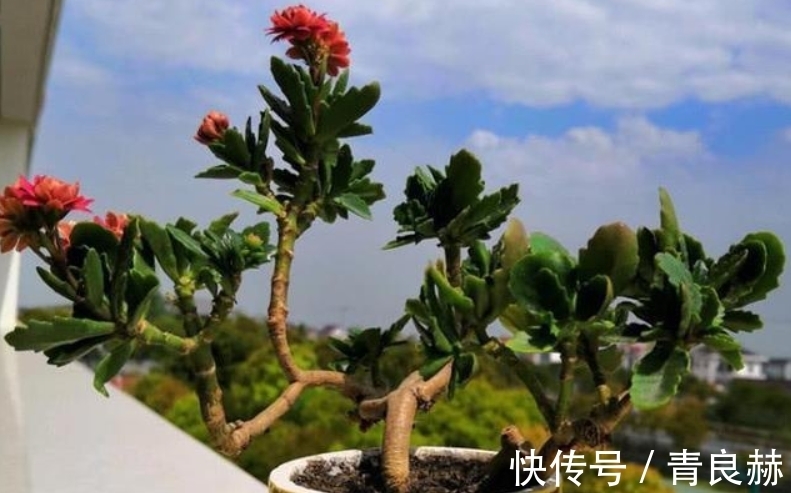 长寿花1盆养多年,养成老桩开花棒,而且子孙几十盆,到处开花!