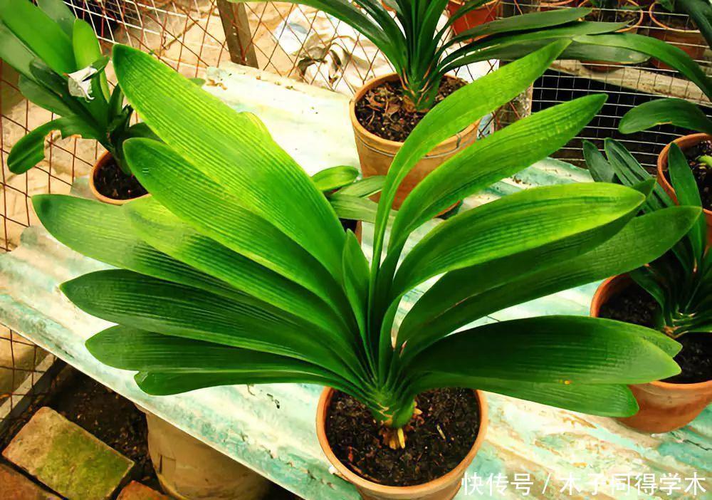 君子兰春天“翻盆”,花盆有讲究,选错了耽误“长新叶”