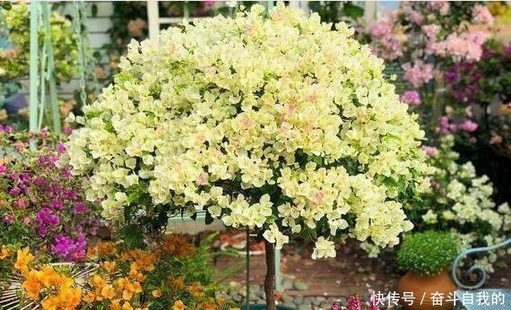 养护|她在院里养了一种花,3年之后美如画,见到的人都说像仙境!