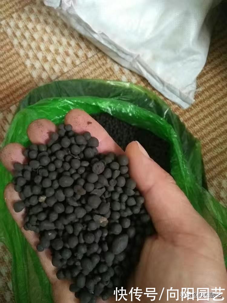 泥炭|兰花也能提盆吗？配好植料，兰花根系疯长，轻松搭配提盆状态