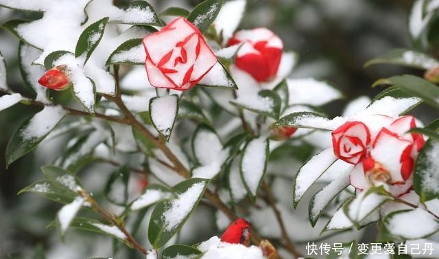 茶花掉花苞的原因，藏在一句“顺口溜”里，古人的经验，值得借鉴！