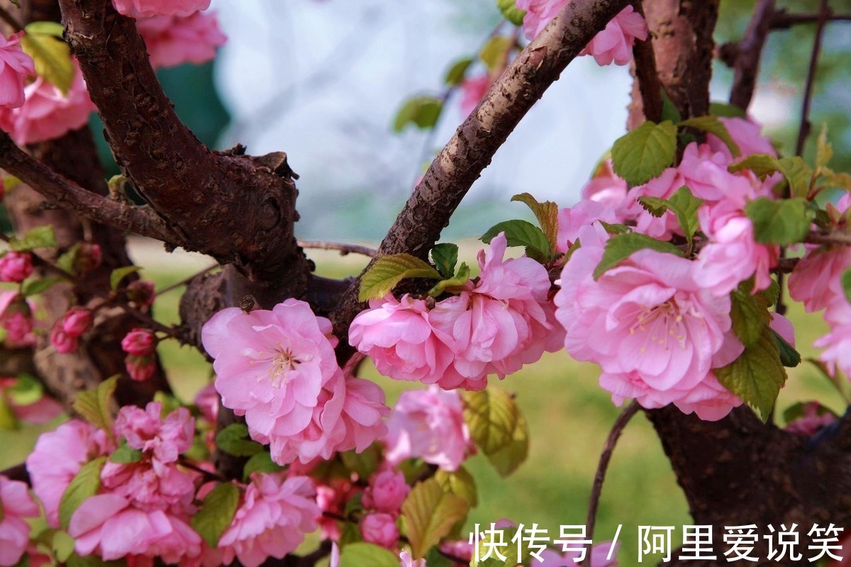 此花色彩艳丽枝叶茂密，给人一种欣欣向荣的美感，象征着春光明媚