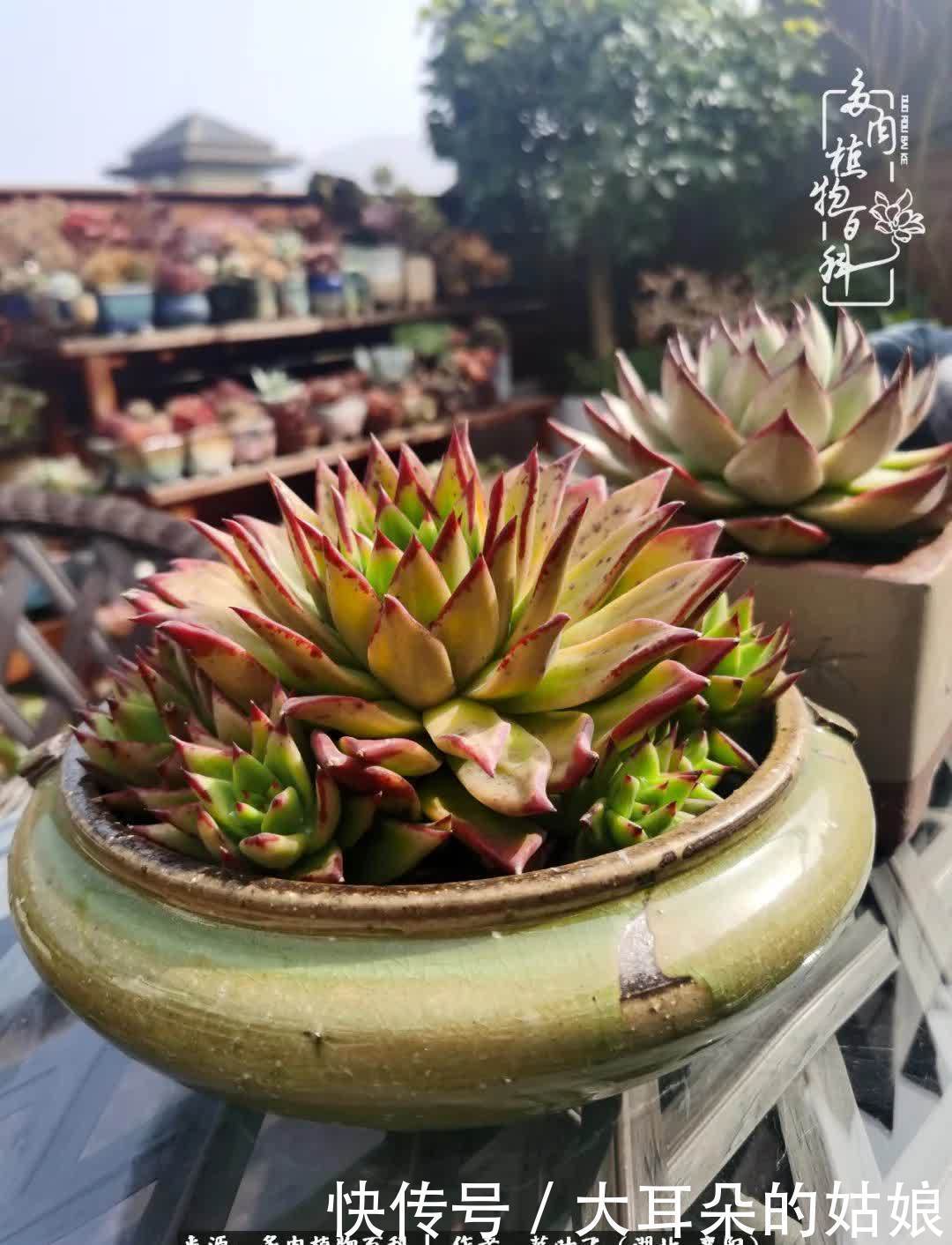 春暖花开,万物复苏,多肉迎来最美时光!