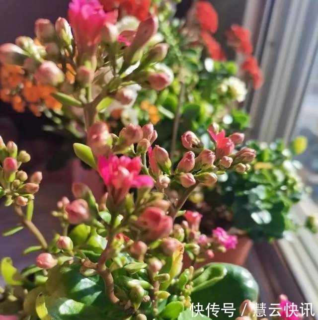 长寿花什么时候修剪三种情况赶紧剪,越剪越旺盛,开成大花球