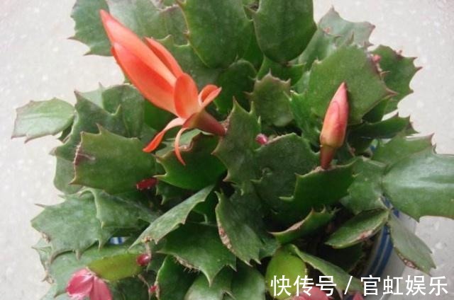 叶片|扦插蟹爪兰需注意“2个关键点”,成活率高,关键是方法简单实用