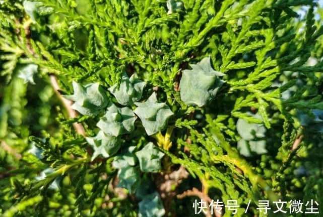 墓地陵园|旅行识花，它开花像花又似果，墓地陵园最多却少有人见过它