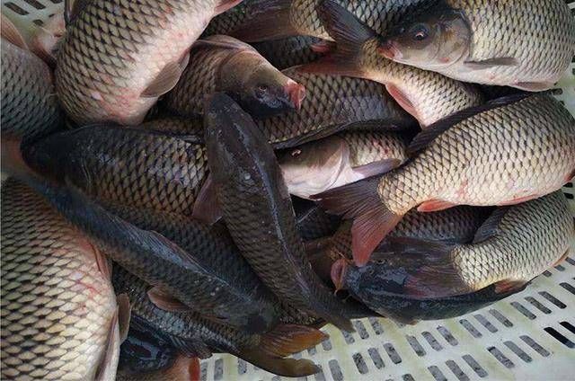 鸡血|谁说自制饵料不上鱼?老钓鱼人分享两款独家秘制饵料,助你上鱼!