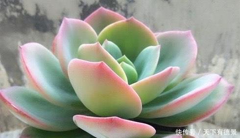 3种“黑马”多肉，小苗很普通，控养逆袭仙气十足，谁见了都夸美