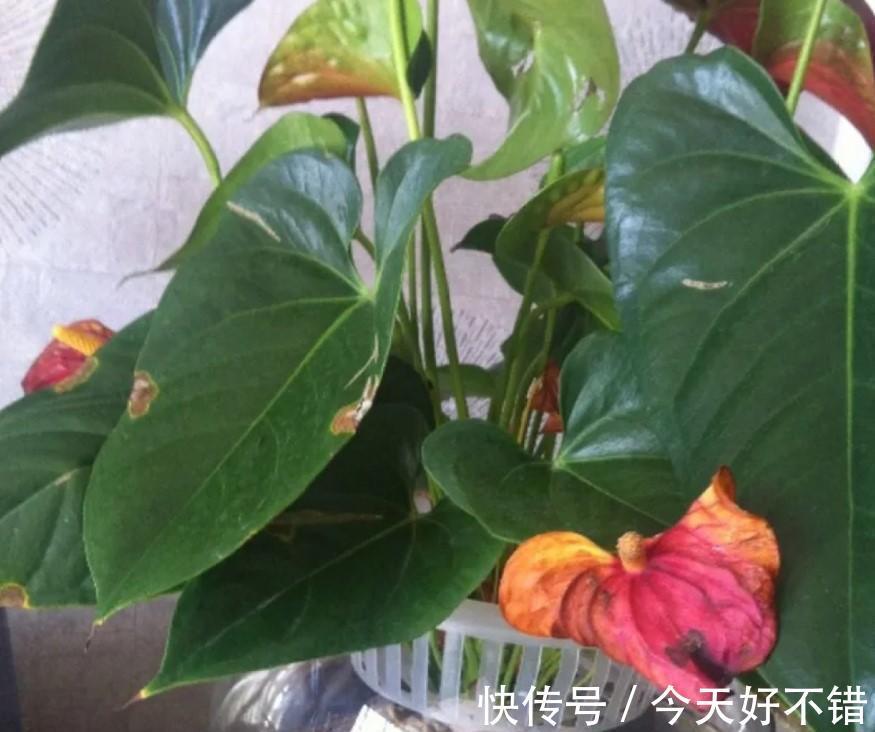 叶片|10种花,空气再干也别“喷水”,容易黄叶“掉花苞”