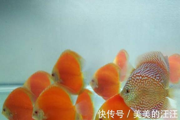 有害物质|鱼缸出现反水现象很快就会死鱼,只有这一措施才能救回鱼命!