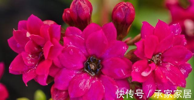 养护|蟹爪兰和长寿花,一起摘叶扦插,使用不同方法扦插,哪一个更好?