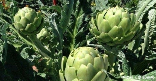 称为|被外国人称为“蔬菜之皇”的蔬菜,在国外畅销,而我国吃的人不多
