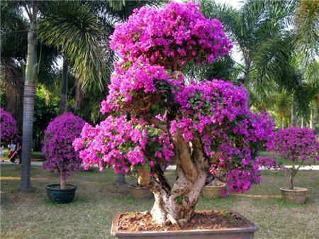 花卉|比紫檀还名贵的6种花卉,花色清新淡雅,插土就活,优雅不输兰花