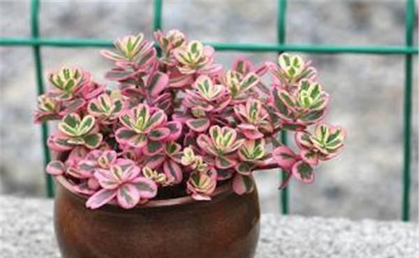 马齿苋科|养花试试这款,花朵种类繁多,又轻又漂亮