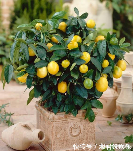 盆栽|8种水果盆栽比花都美，果实多好打理，够一家人吃一年了！