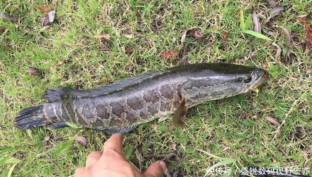 小黑鱼|梅雨季节钓黑鱼,用对了方法,比拉白条还容易!