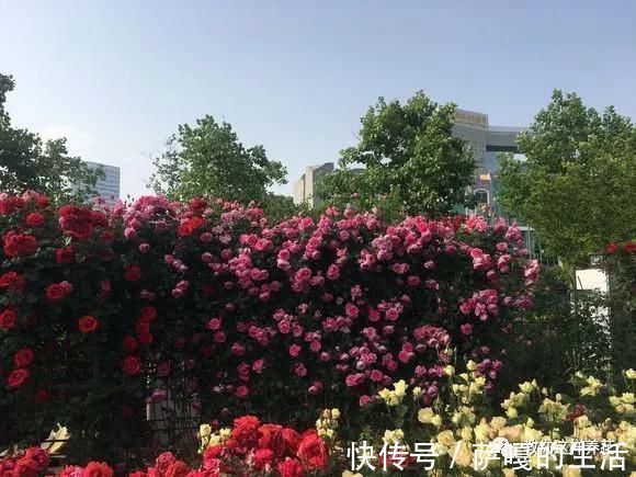 发酵|老花匠:扔4种“东西”,就是扔钱,比花肥还好用,不花钱!