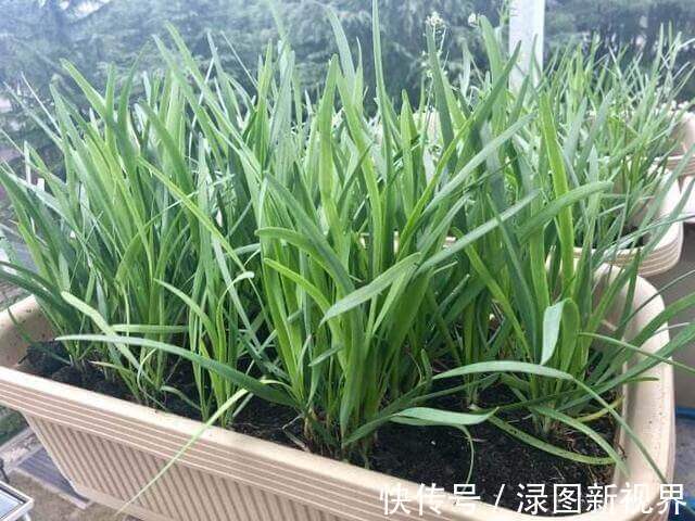 采收|盆栽韭菜怎么养土里加点“料”，叶子宽又绿，采收一茬又一茬