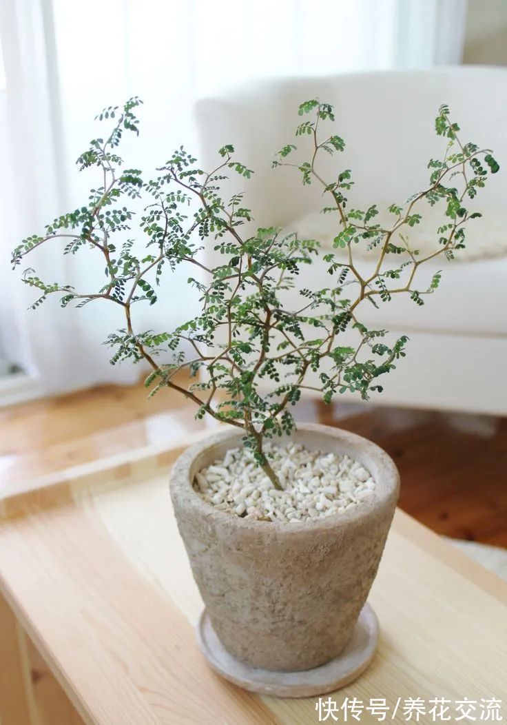 很少花友养的网红“童话树”,可真不难养,你会觉得好看不?