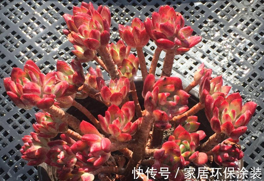 老桩|多肉红稚莲和火焰蒂亚，它们都长得快且一样的红，你养了哪一种？