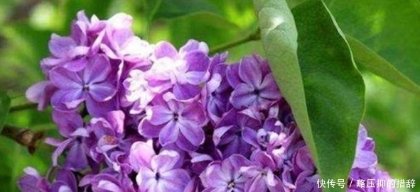 还记得歌曲《丁香花》吗?“那坟前开满鲜花”,这去世的人是谁?