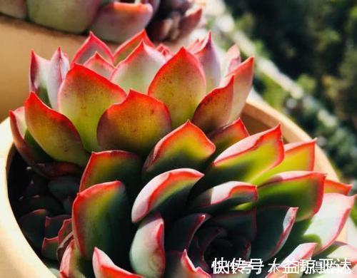 家里养多肉植物，掌握4个要点，立马变精神，叶片饱满上色美！