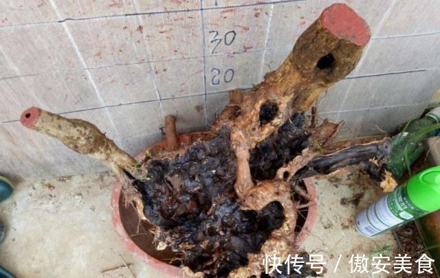 盆景|乡下一种“柴火木”,年年砍不绝,如今做成高档盆景,很受人欢迎