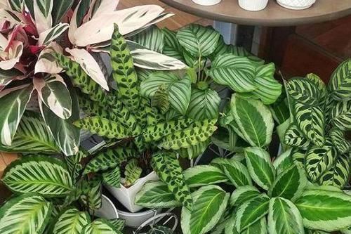 矾根|彩叶草、矾根、竹芋叶子像花一样美,家里养一盆,超漂亮